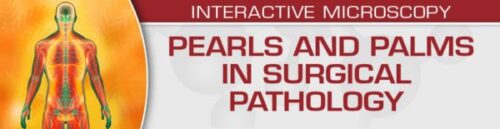1668623276 5815632 pearls palms banner 600x155 1